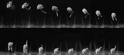 Marey - Cat Falling - Turning Over