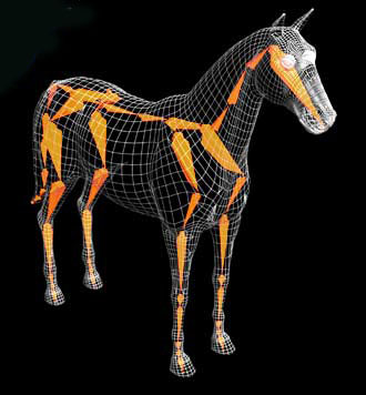horse_mocap_data